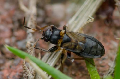 Ischnocoris angustulus